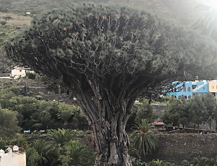Teneriffa, El Medano, uralter Drachenbauem